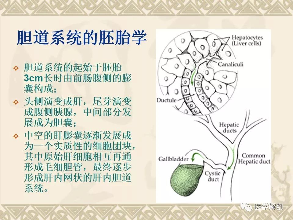 影像PPT - 【PPT】胆道系统的解剖-2