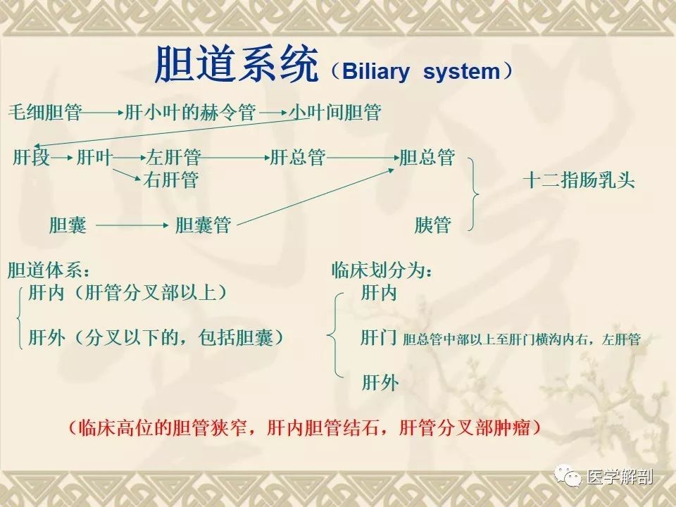 影像PPT - 【PPT】胆道系统的解剖-3