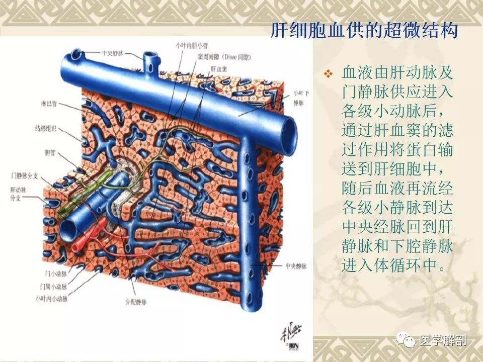 影像PPT - 【PPT】胆道系统的解剖-4