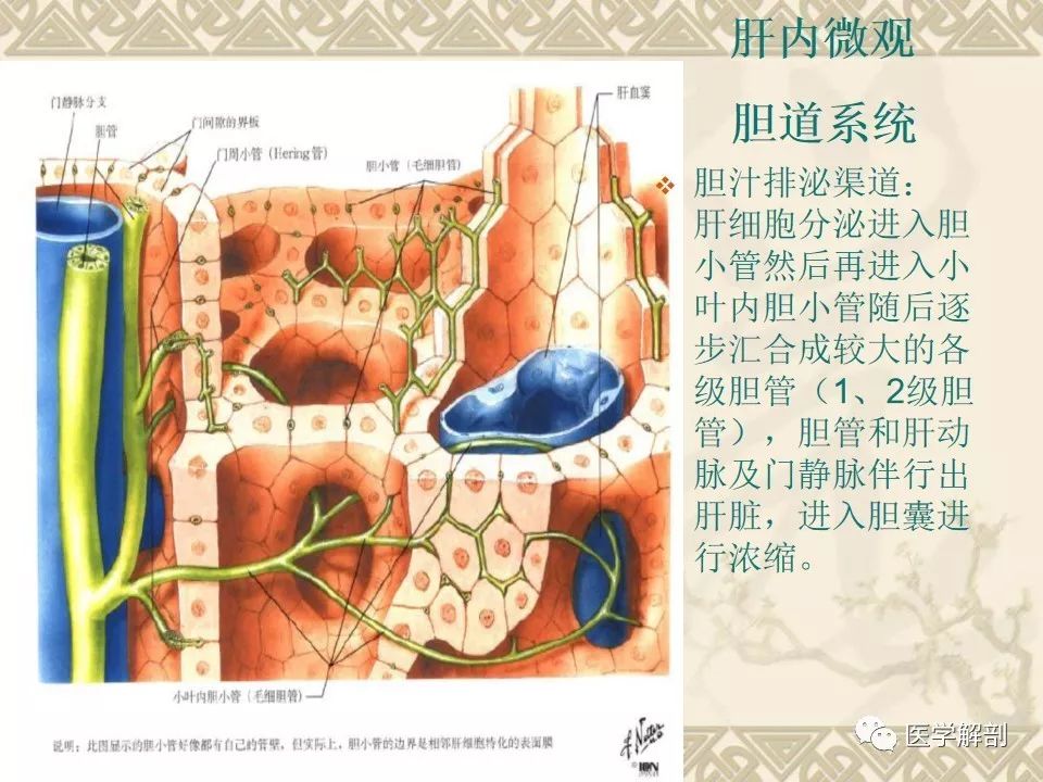 影像PPT - 【PPT】胆道系统的解剖-5