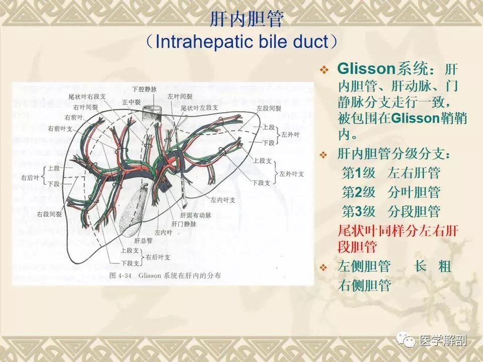 影像PPT - 【PPT】胆道系统的解剖-6