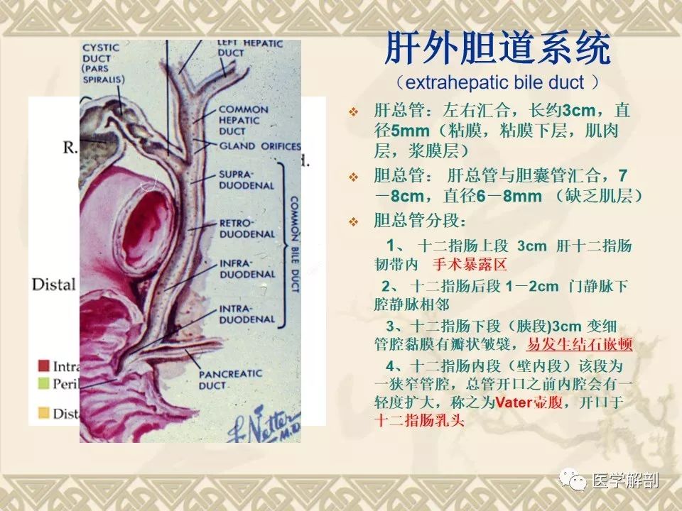 影像PPT - 【PPT】胆道系统的解剖-7