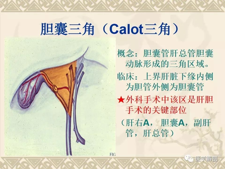影像PPT - 【PPT】胆道系统的解剖-8