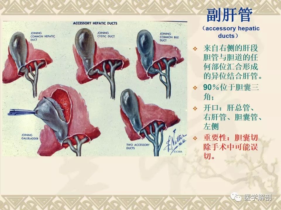 影像PPT - 【PPT】胆道系统的解剖-9