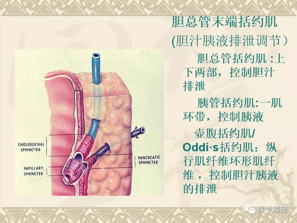 影像PPT - 【PPT】胆道系统的解剖-10