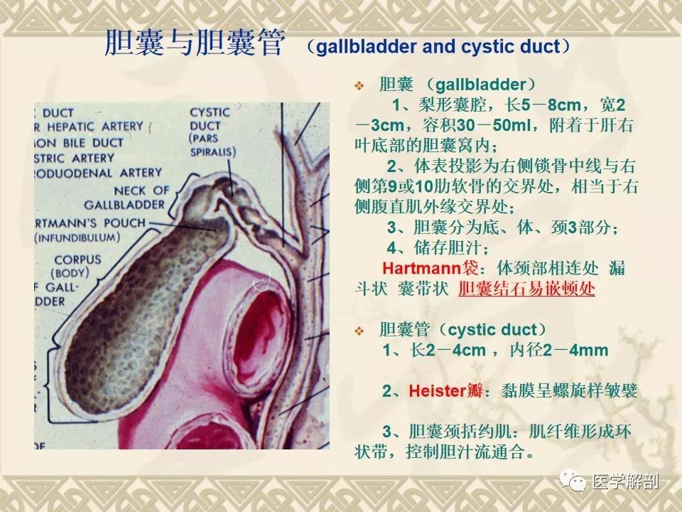 影像PPT - 【PPT】胆道系统的解剖-11