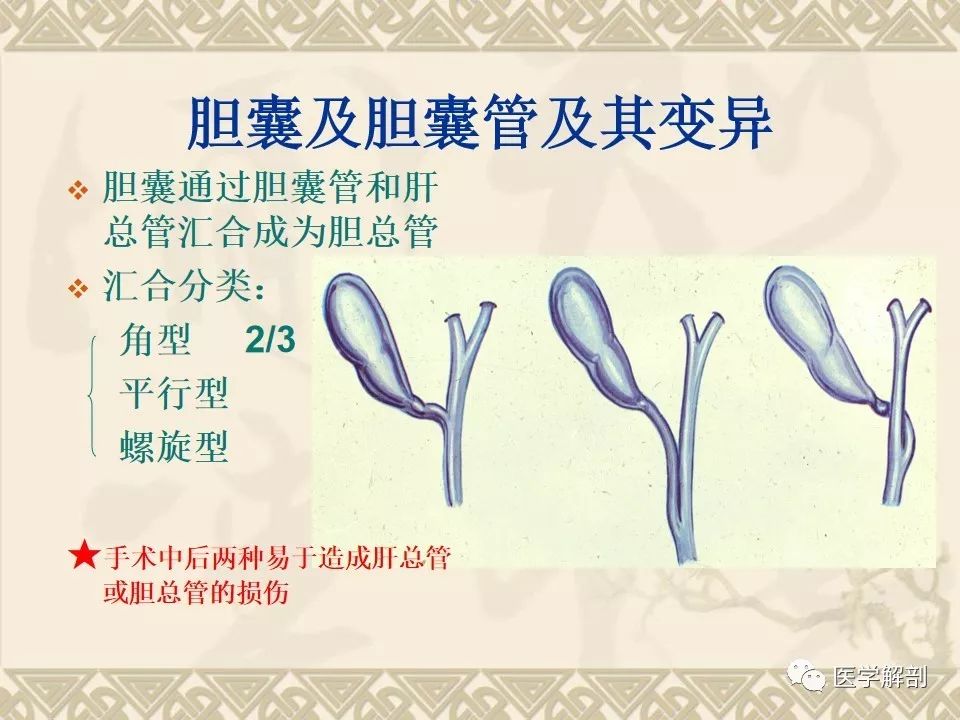 影像PPT - 【PPT】胆道系统的解剖-12
