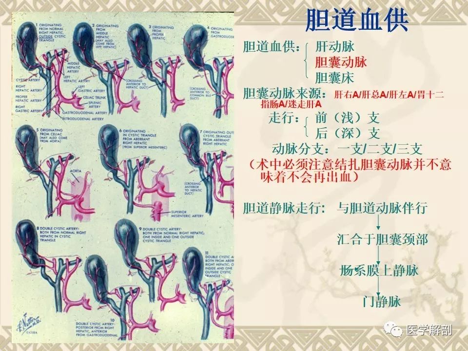 影像PPT - 【PPT】胆道系统的解剖-14