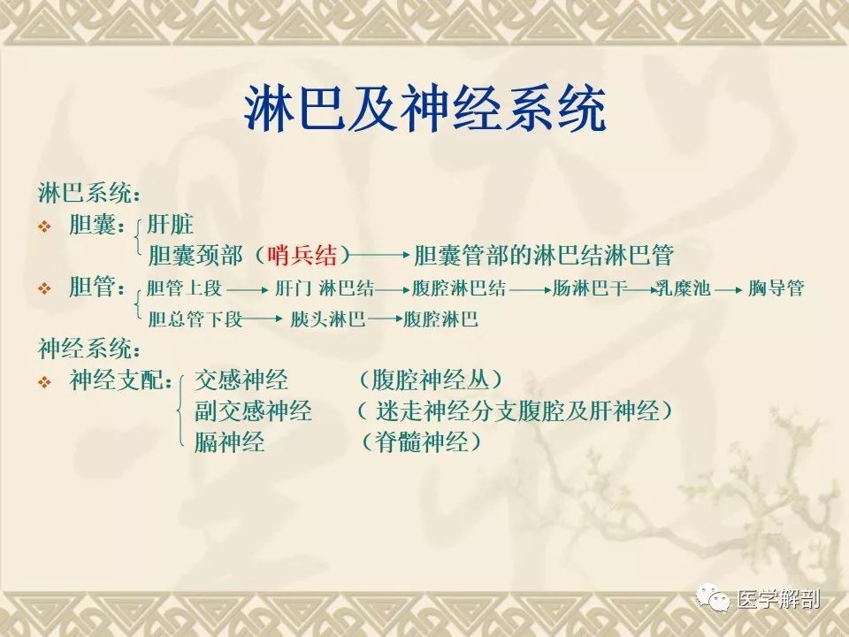 影像PPT - 【PPT】胆道系统的解剖-15