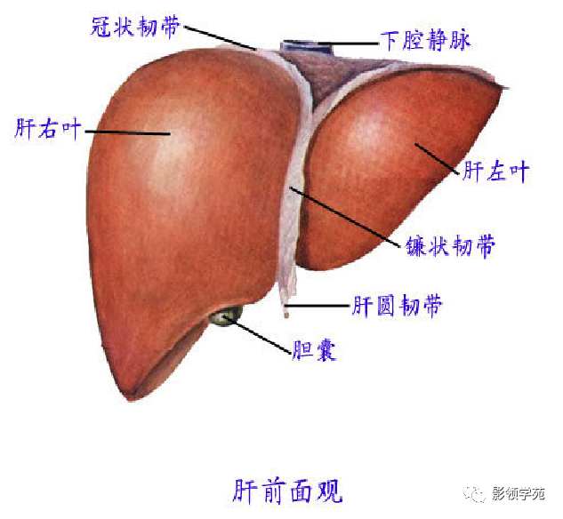 影像PPT - 肝脏的表面解剖及分叶分段-1
