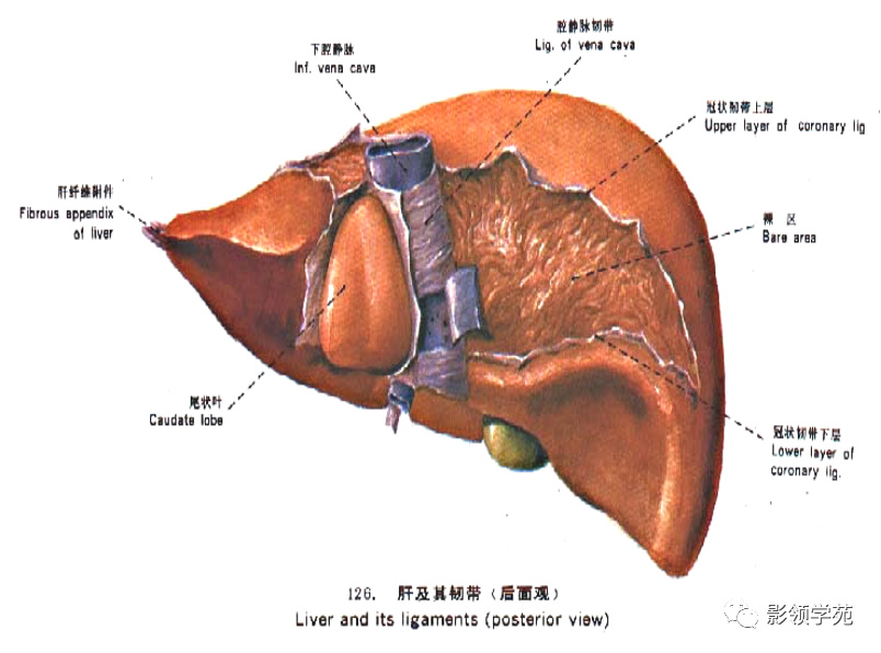 影像PPT - 肝脏的表面解剖及分叶分段-3