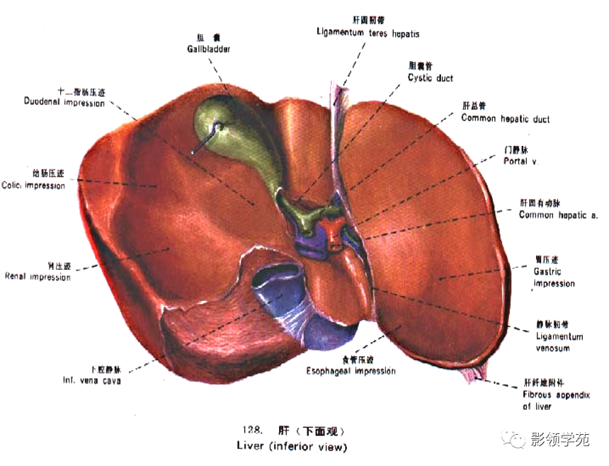 影像PPT - 肝脏的表面解剖及分叶分段-4