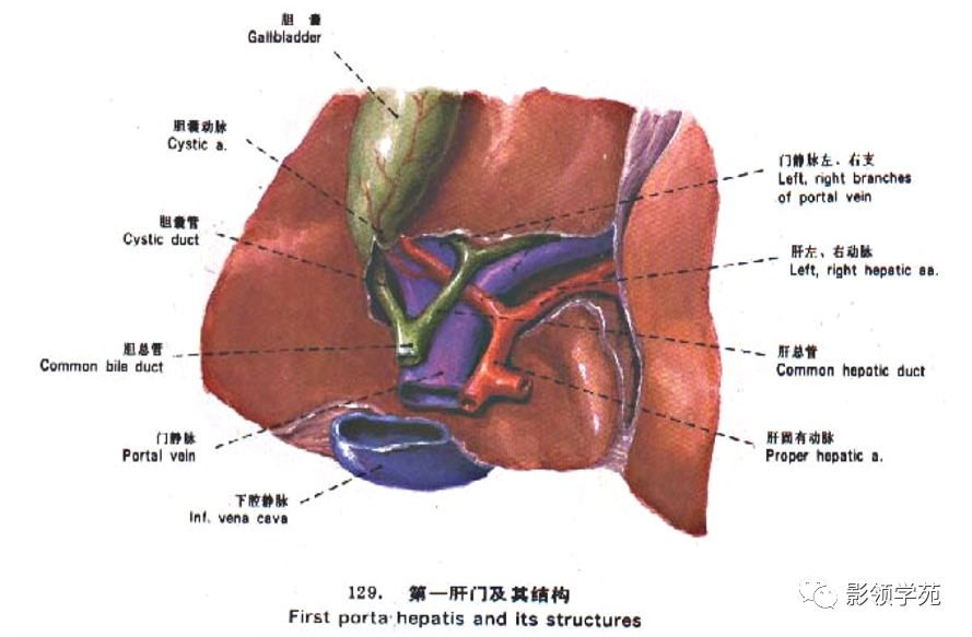 影像PPT - 肝脏的表面解剖及分叶分段-5