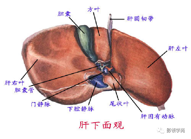 影像PPT - 肝脏的表面解剖及分叶分段-10
