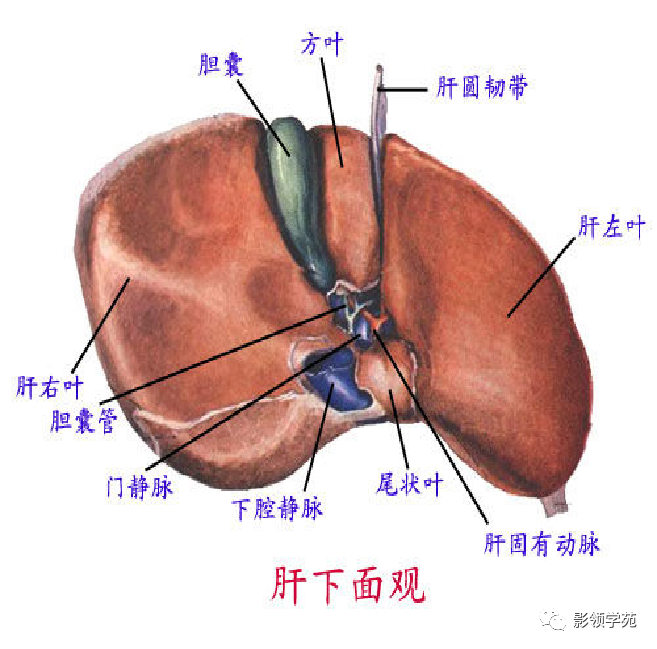 影像PPT - 肝脏的表面解剖及分叶分段-12