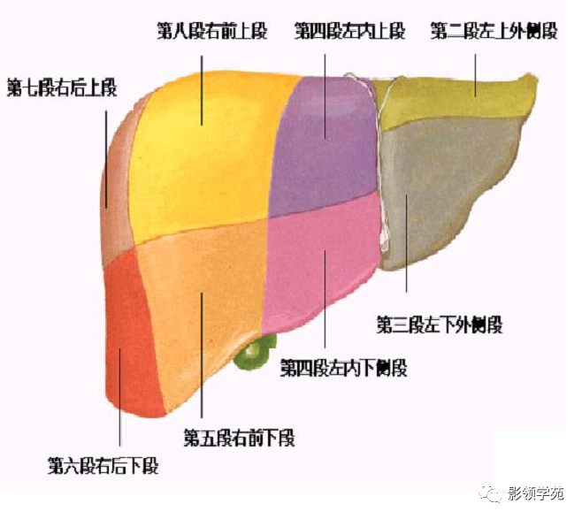 影像PPT - 肝脏的表面解剖及分叶分段-25
