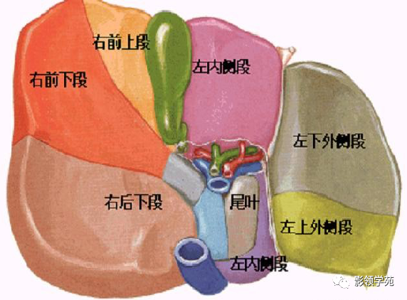 影像PPT - 肝脏的表面解剖及分叶分段-26