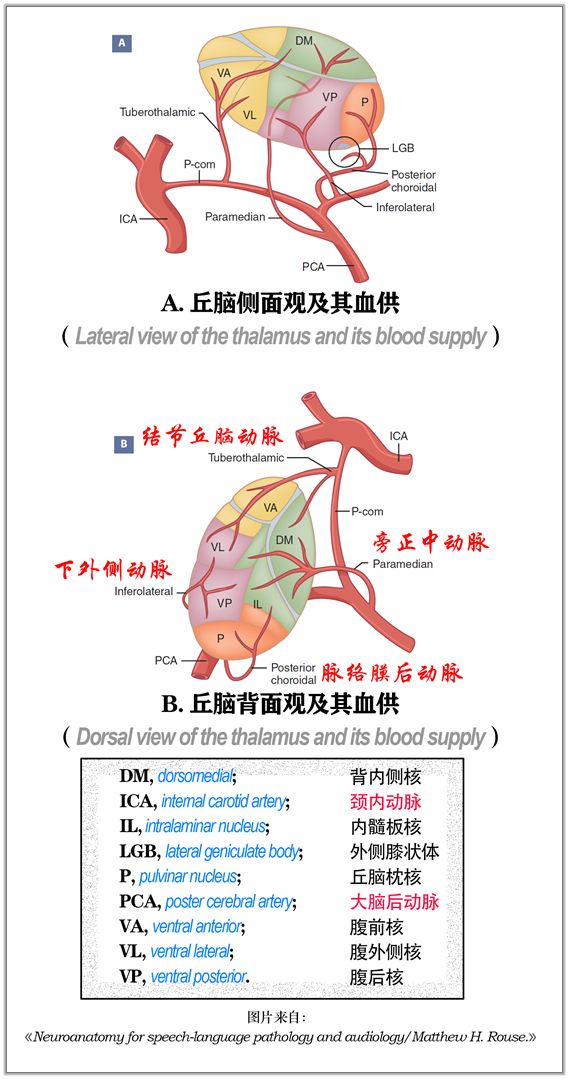 影像PPT - 重要神经结构的血供示意图-2 影像PPT - 重要神经结构的血供示意图-2