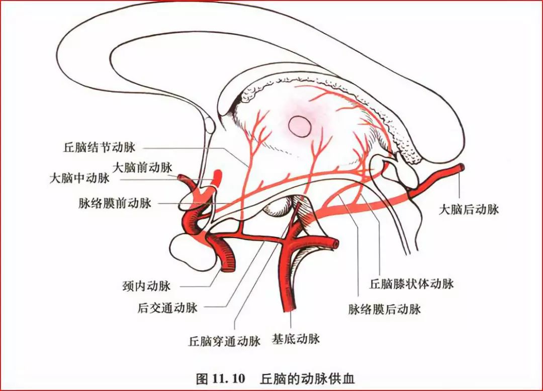 影像PPT - 重要神经结构的血供示意图-3 影像PPT - 重要神经结构的血供示意图-3