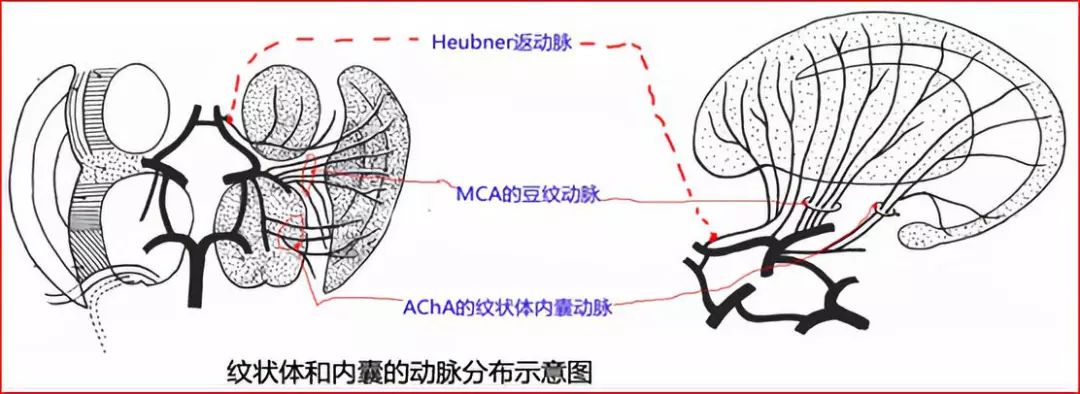 影像PPT - 重要神经结构的血供示意图-8 影像PPT - 重要神经结构的血供示意图-8