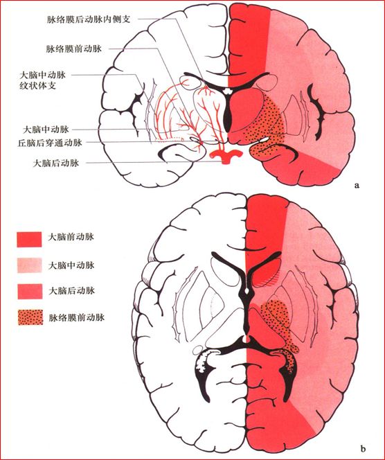 影像PPT - 重要神经结构的血供示意图-9 影像PPT - 重要神经结构的血供示意图-9