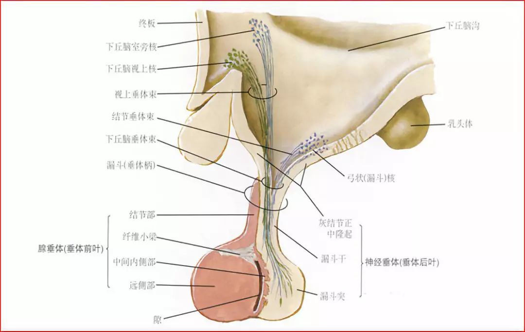 影像PPT - 重要神经结构的血供示意图-11 影像PPT - 重要神经结构的血供示意图-11
