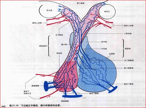 影像PPT - 重要神经结构的血供示意图-13 影像PPT - 重要神经结构的血供示意图-13