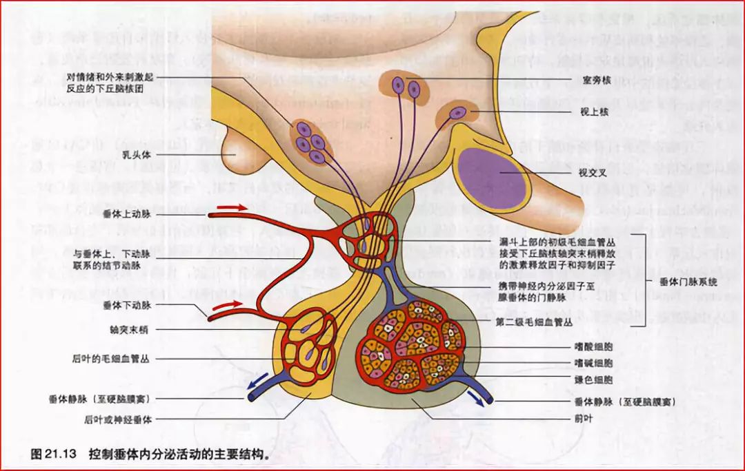 影像PPT - 重要神经结构的血供示意图-14 影像PPT - 重要神经结构的血供示意图-14