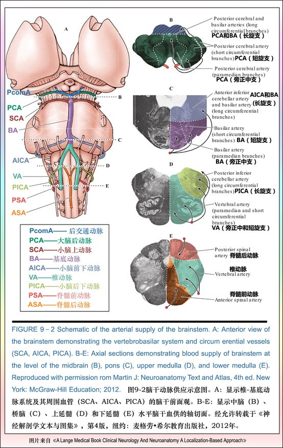 影像PPT - 重要神经结构的血供示意图-21 影像PPT - 重要神经结构的血供示意图-21