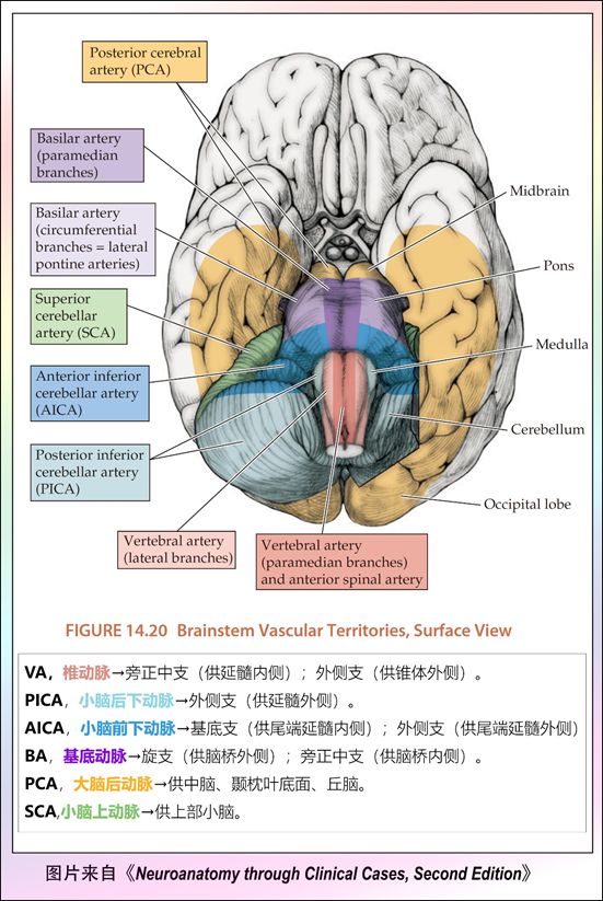 影像PPT - 重要神经结构的血供示意图-22 影像PPT - 重要神经结构的血供示意图-22