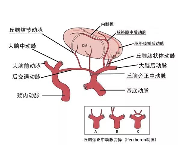影像PPT - 丘脑梗死临床症状及其相关机制-1 影像PPT - 丘脑梗死临床症状及其相关机制-1