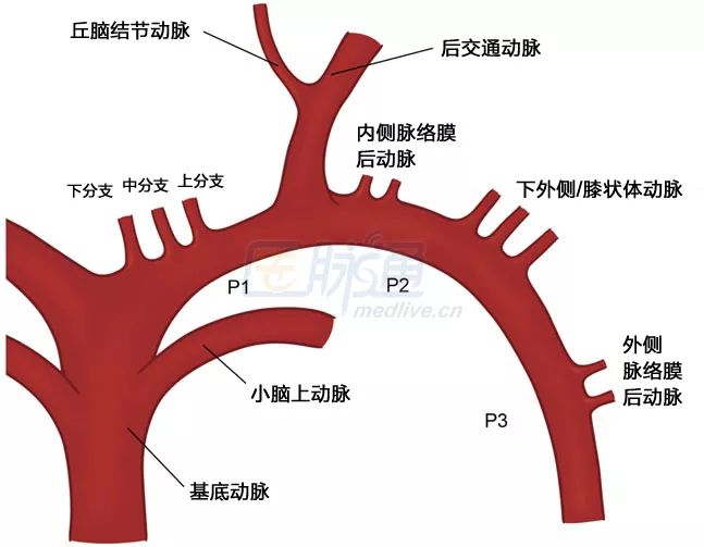 影像PPT - 丘脑梗死临床症状及其相关机制-2 影像PPT - 丘脑梗死临床症状及其相关机制-2