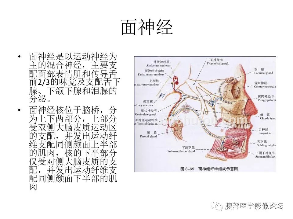 影像PPT - 【PPT】颅骨颅底系列之面面俱到细微处（面神经）-2