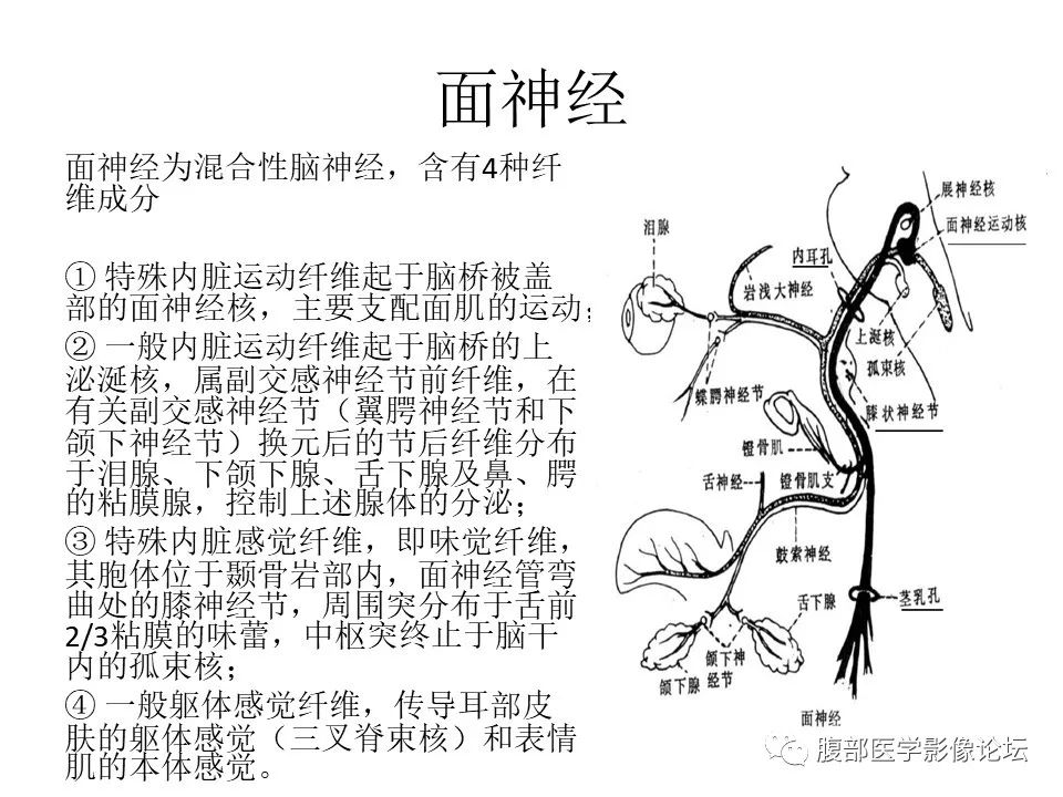 影像PPT - 【PPT】颅骨颅底系列之面面俱到细微处（面神经）-3