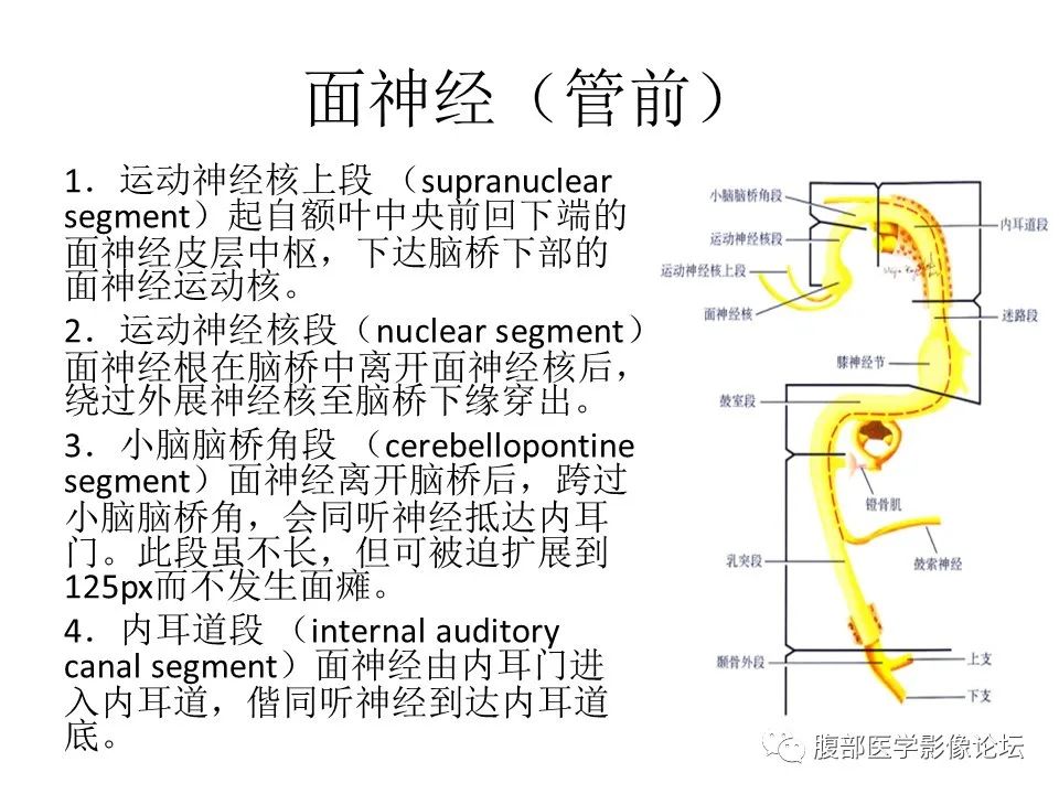 影像PPT - 【PPT】颅骨颅底系列之面面俱到细微处（面神经）-5