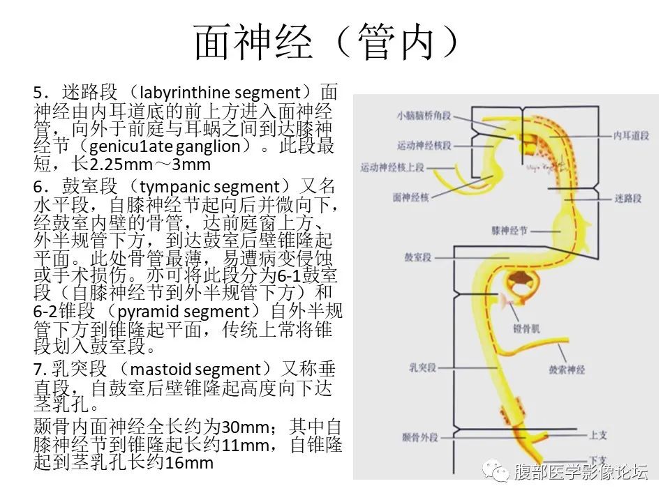影像PPT - 【PPT】颅骨颅底系列之面面俱到细微处（面神经）-7