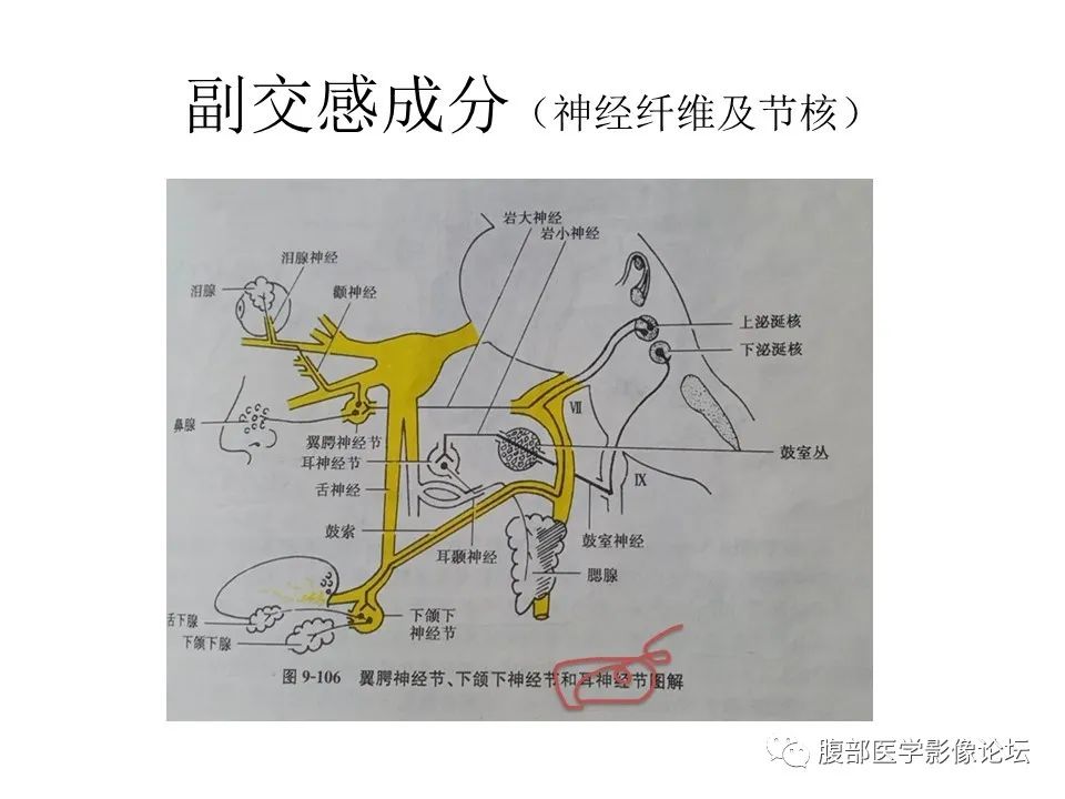 影像PPT - 【PPT】颅骨颅底系列之面面俱到细微处（面神经）-54