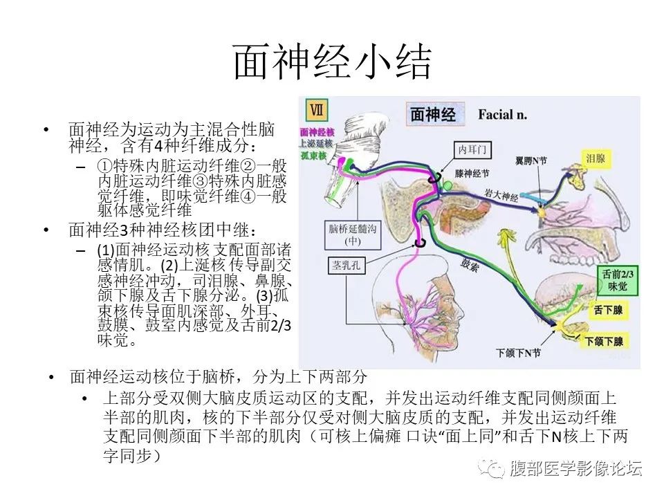 影像PPT - 【PPT】颅骨颅底系列之面面俱到细微处（面神经）-65