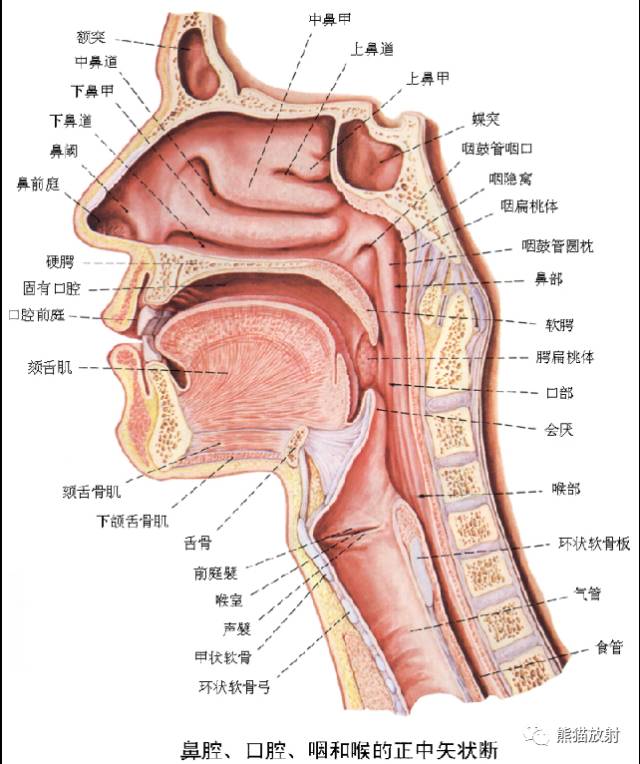 影像PPT - 详细的消化道造影+彩色解剖图-27 影像PPT - 详细的消化道造影+彩色解剖图-27