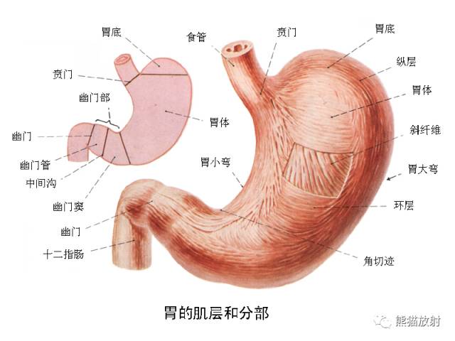 影像PPT - 详细的消化道造影+彩色解剖图-30 影像PPT - 详细的消化道造影+彩色解剖图-30