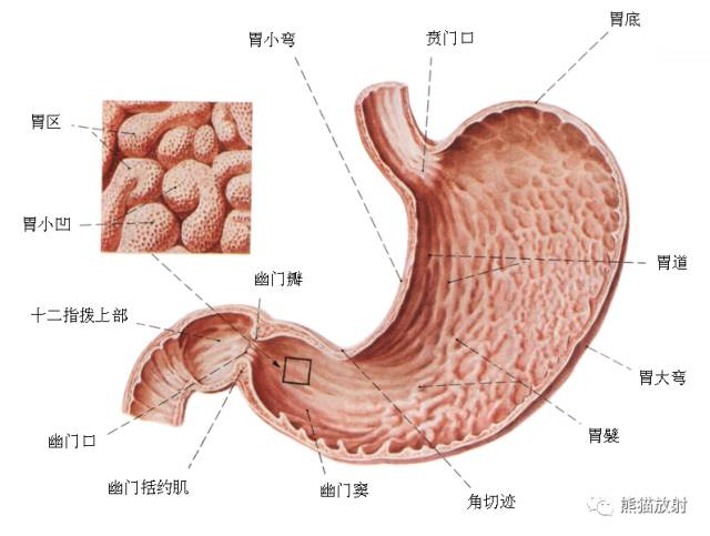 影像PPT - 详细的消化道造影+彩色解剖图-31 影像PPT - 详细的消化道造影+彩色解剖图-31
