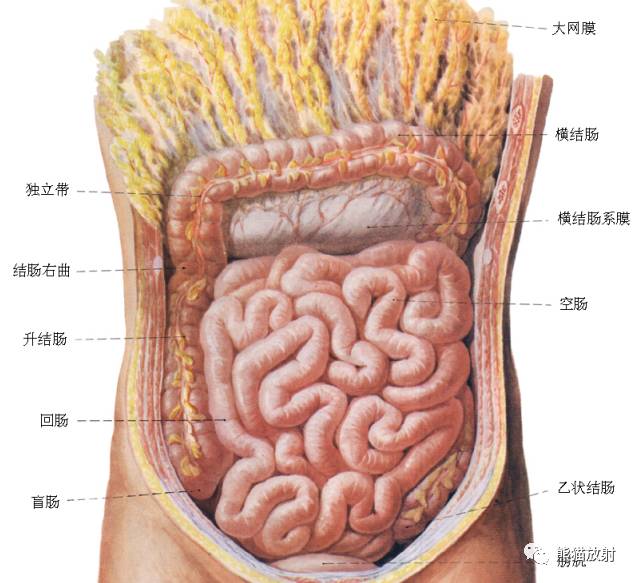 影像PPT - 详细的消化道造影+彩色解剖图-32 影像PPT - 详细的消化道造影+彩色解剖图-32