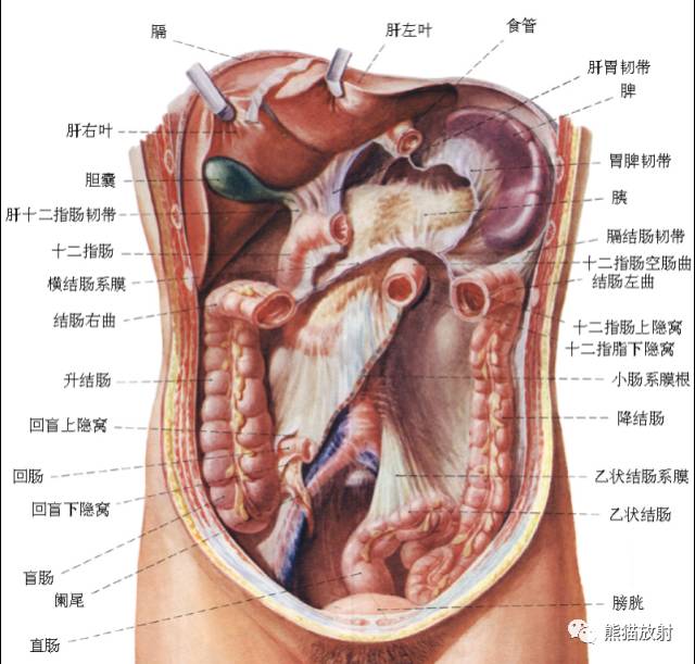 影像PPT - 详细的消化道造影+彩色解剖图-33 影像PPT - 详细的消化道造影+彩色解剖图-33