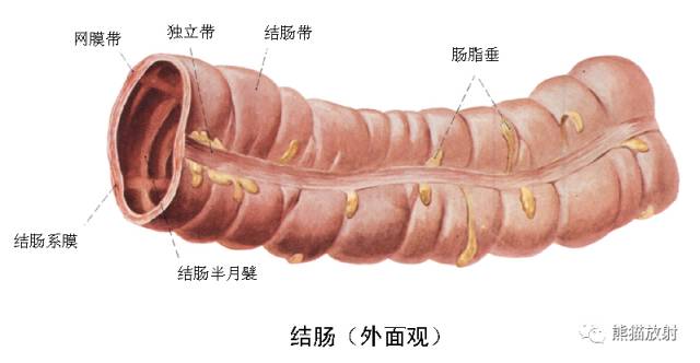 影像PPT - 详细的消化道造影+彩色解剖图-36 影像PPT - 详细的消化道造影+彩色解剖图-36