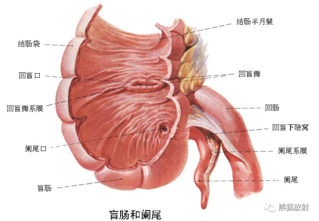 影像PPT - 详细的消化道造影+彩色解剖图-37 影像PPT - 详细的消化道造影+彩色解剖图-37