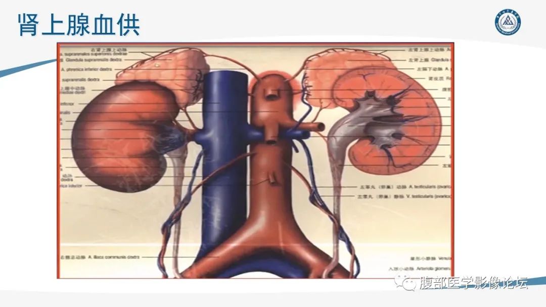 影像PPT - 【PPT】放射科在肾上腺疾病临床诊治中的作用-4