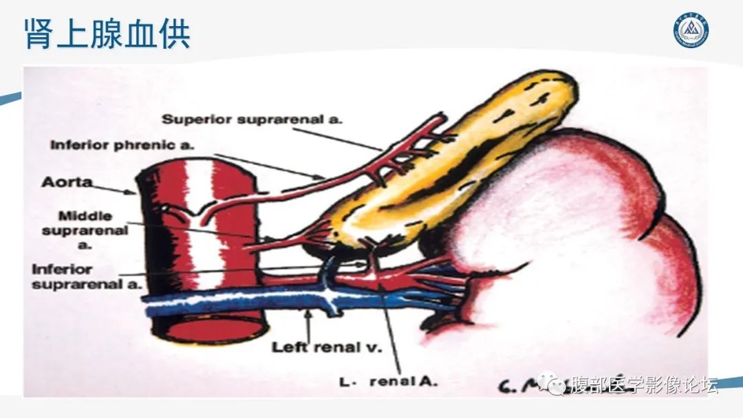 影像PPT - 【PPT】放射科在肾上腺疾病临床诊治中的作用-5