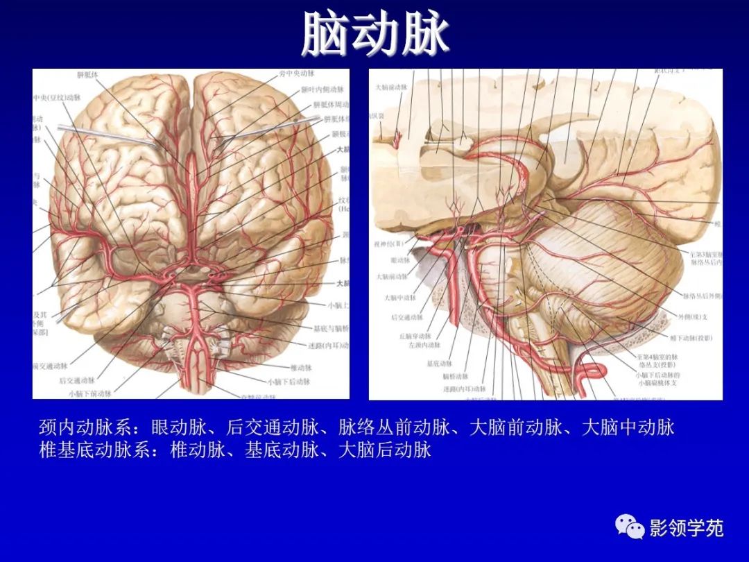 影像PPT - 新生儿颅脑MRI解剖及常见疾病影像表现-79 影像PPT - 新生儿颅脑MRI解剖及常见疾病影像表现-79