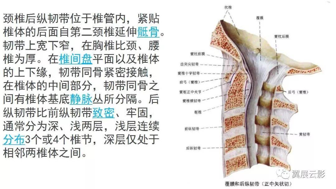 影像PPT - 【PPT】颈椎后纵韧带骨化症（OPLL）X线诊断-4