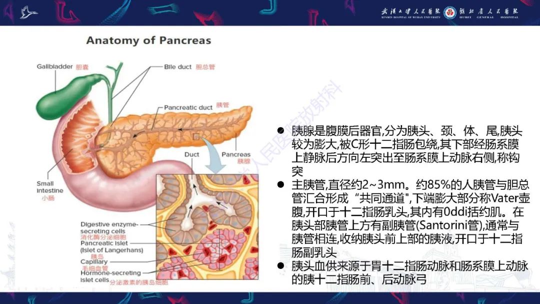 影像PPT - 【PPT】慢性胰腺炎与胰腺肿瘤影像鉴别诊断-2